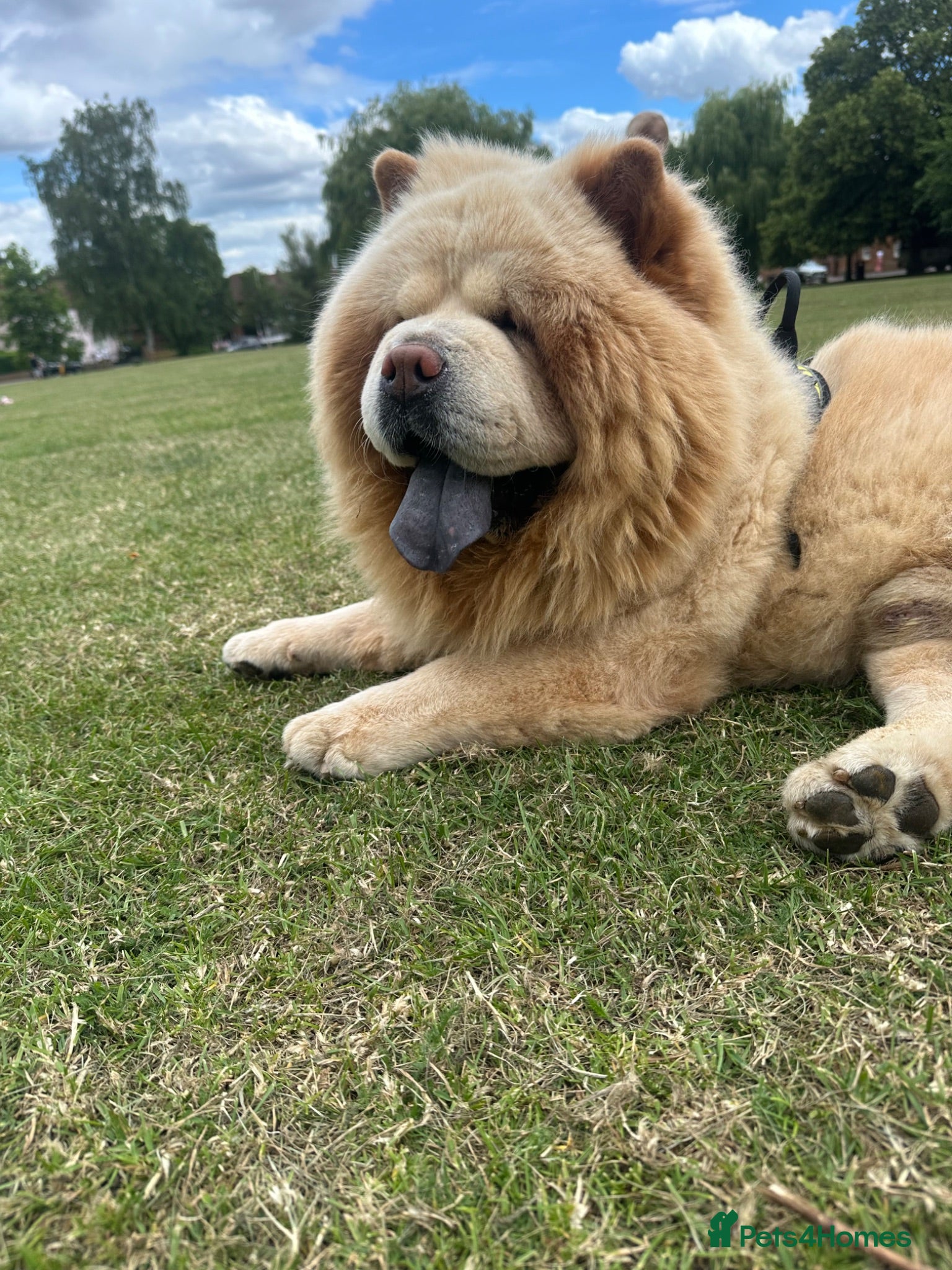Chow Chow dogs Blaze 🔥 Cream Chow Chow Stud - Advert 2
