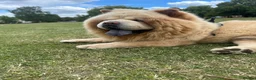 Chow Chow dogs for stud: Blaze 🔥 Cream Chow Chow Stud - Advert 1
