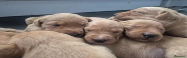 Labrador Retriever 1