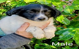Mixed Breed dogs for sale: Three Springer Spaniel cross Puppies  - Image 4