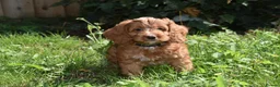 Cockapoo dogs for sale: Fully Injected Ready Now F1 Toy Cockapoo - Advert 3