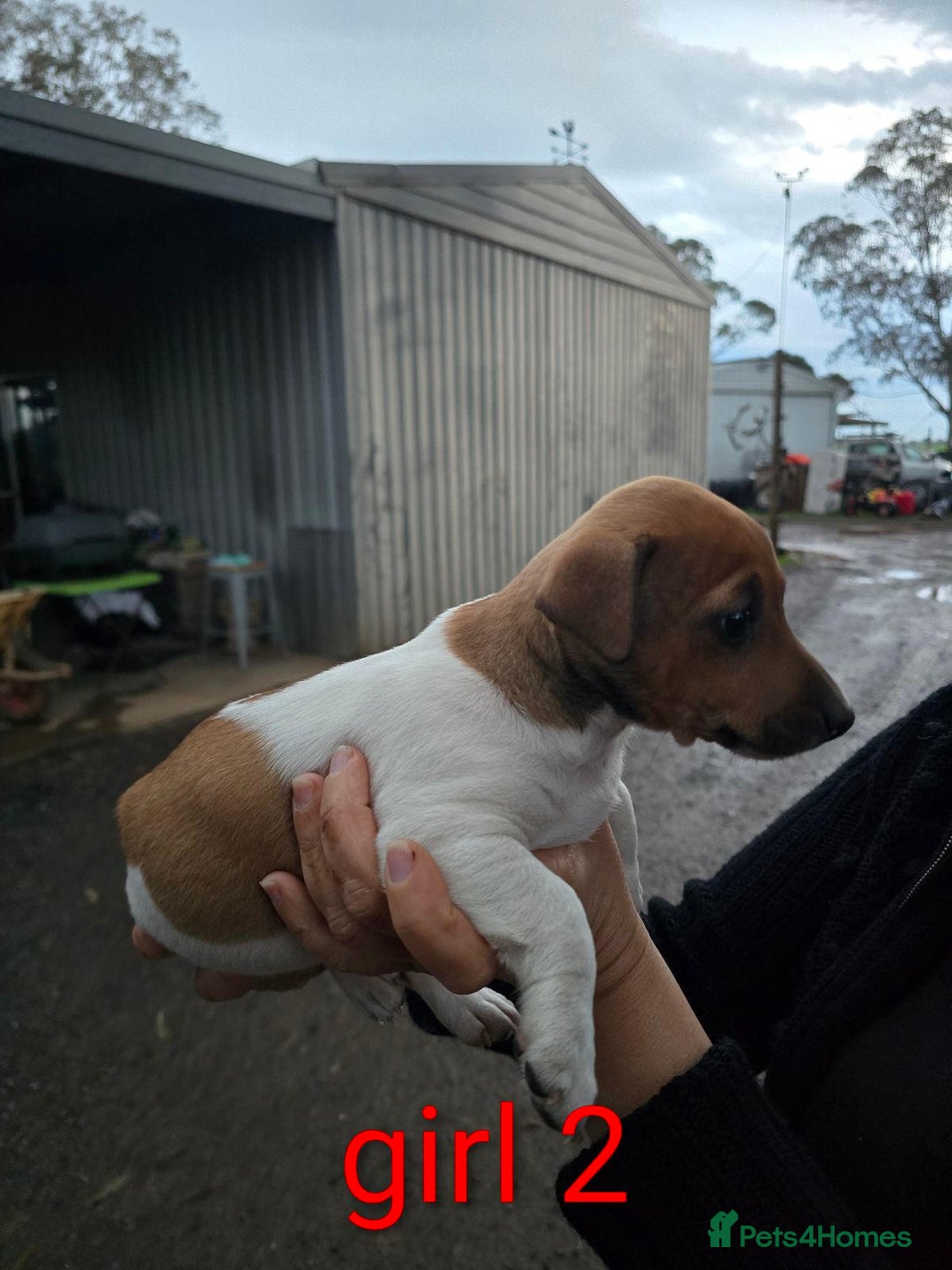 Jack Russell dogs for sale: Fluffiers jack russells - Image 2