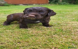 Cocker Spaniel dogs for sale: FTCH, KC REG working cocker pups - Image 16