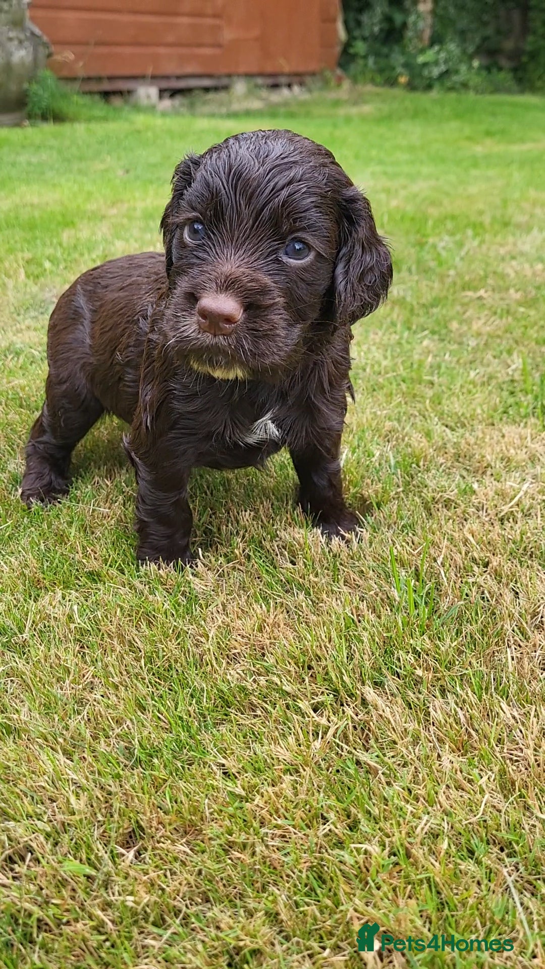 Cocker Spaniel dogs for sale: FTCH, KC REG working cocker pups - Image 16