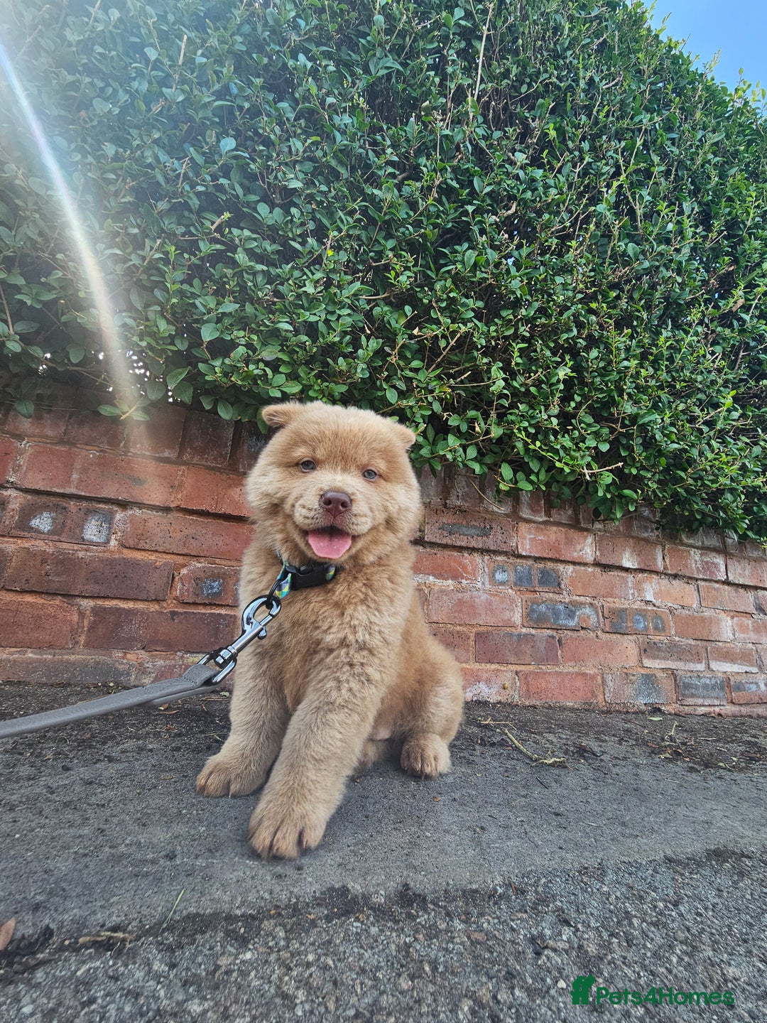 Chow Chow dogs for sale: Male chow chow - Advert 2