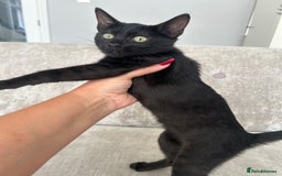 Bengal cats for sale: Two adorable Blue/Melanistic Bengal Kittens TICA  in Benfleet - Image 33