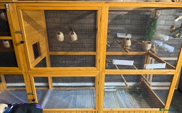 Finches birds for sale: Finches and Cage - Image 2