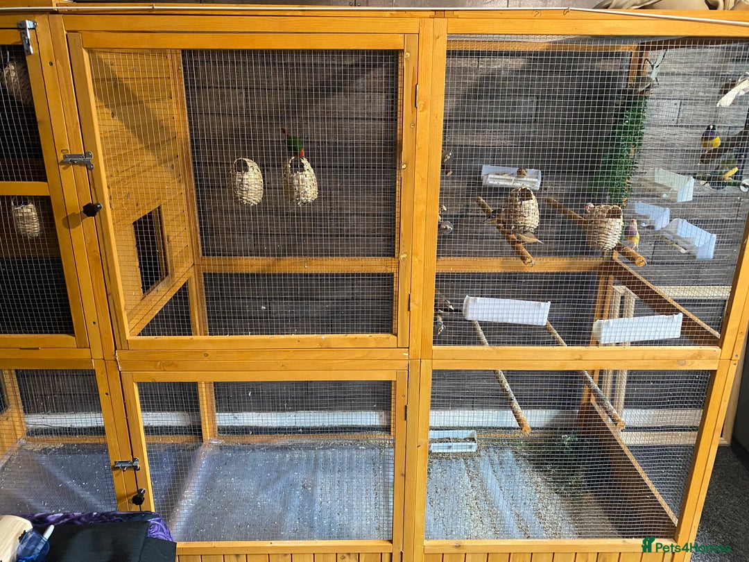 Finches birds for sale: Finches and Cage - Image 2