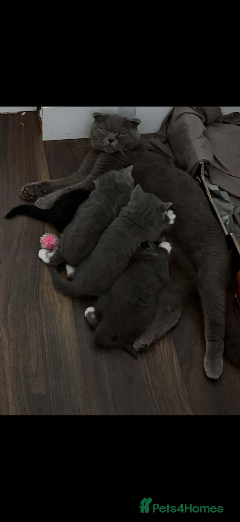 Scottish Fold cats Black and white Scottish fold kitten  - Advert 1