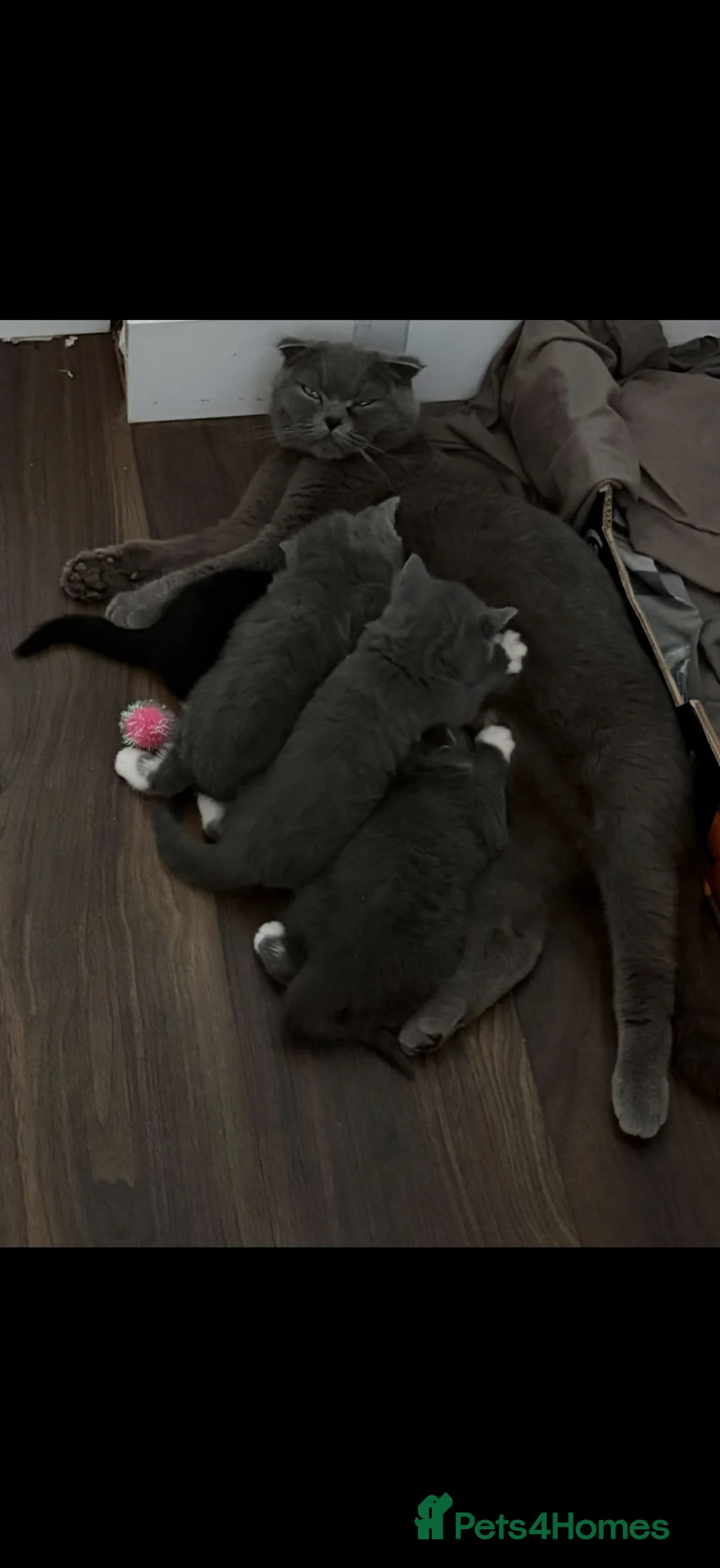 Scottish Fold cats for sale: Black and white Scottish fold kitten  - Advert 1