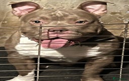 American Bull Staffy dogs for sale: Pocket bully male - Image 3