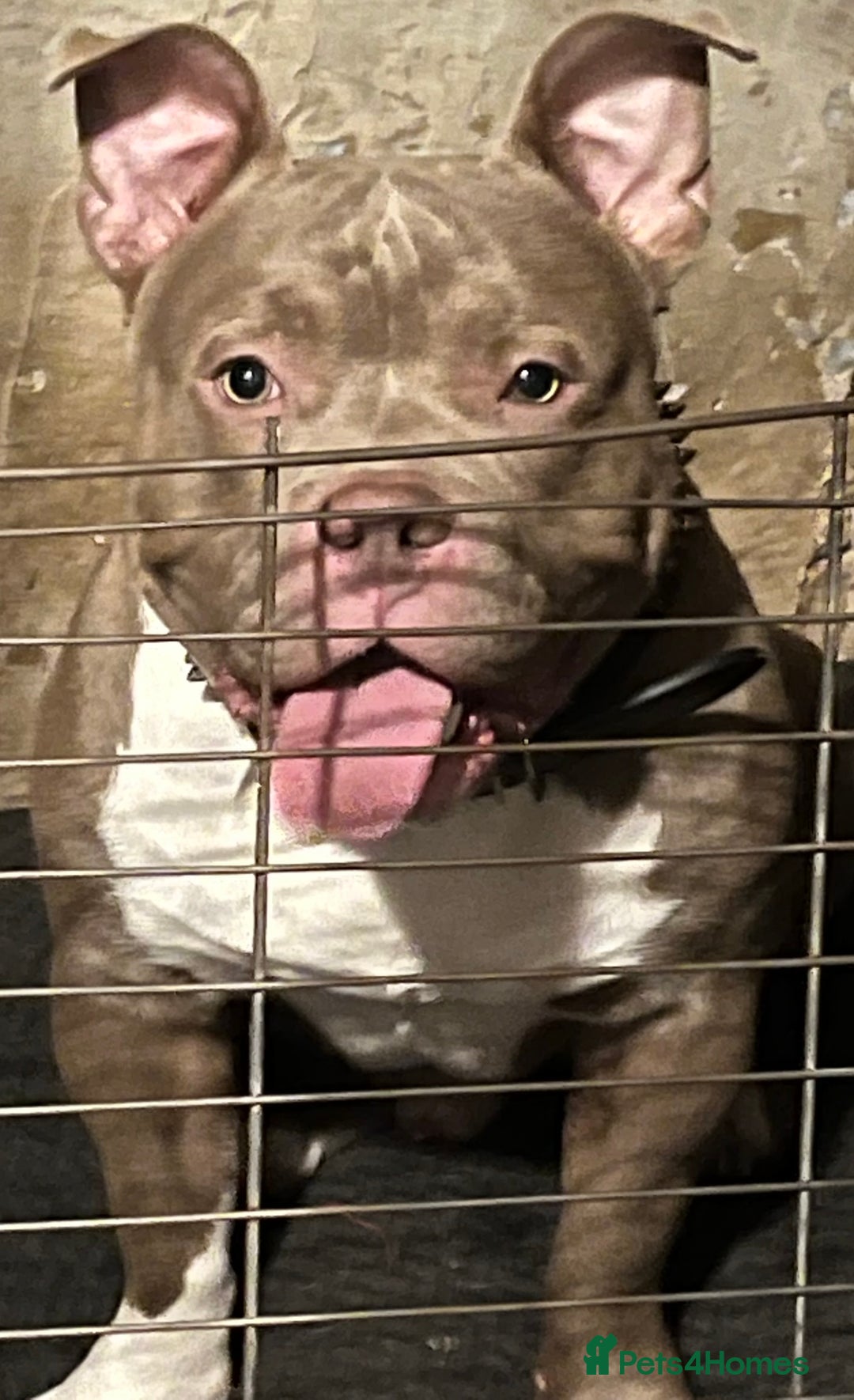 American Bull Staffy dogs for sale: Pocket bully male - Image 3