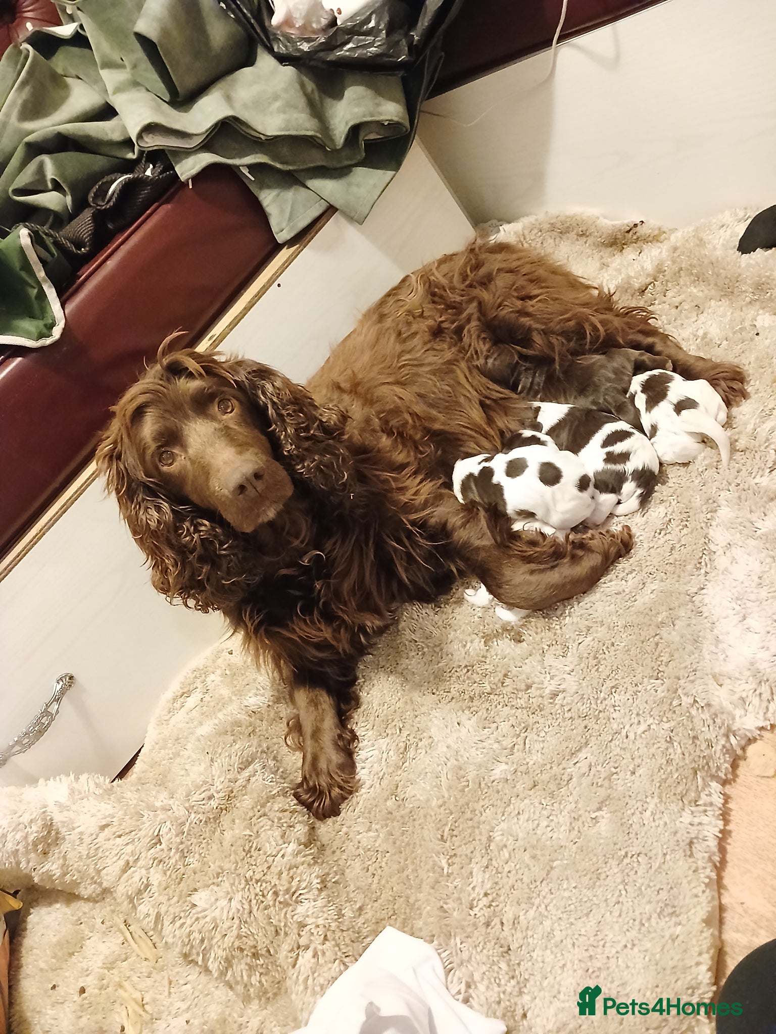 Sprocker dogs for sale: Cocker spaniel - Advert 12