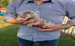 Miniature Dachshund dogs for sale: READY NOW Miniature Daschund Pups Dapples Piebalds - Image 2