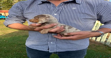 Miniature Dachshund dogs - Advert 3