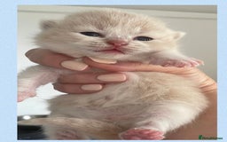 British Shorthair cats for sale: ⭐️Beautiful GCCF British Shorthair Male kitten - Image 8