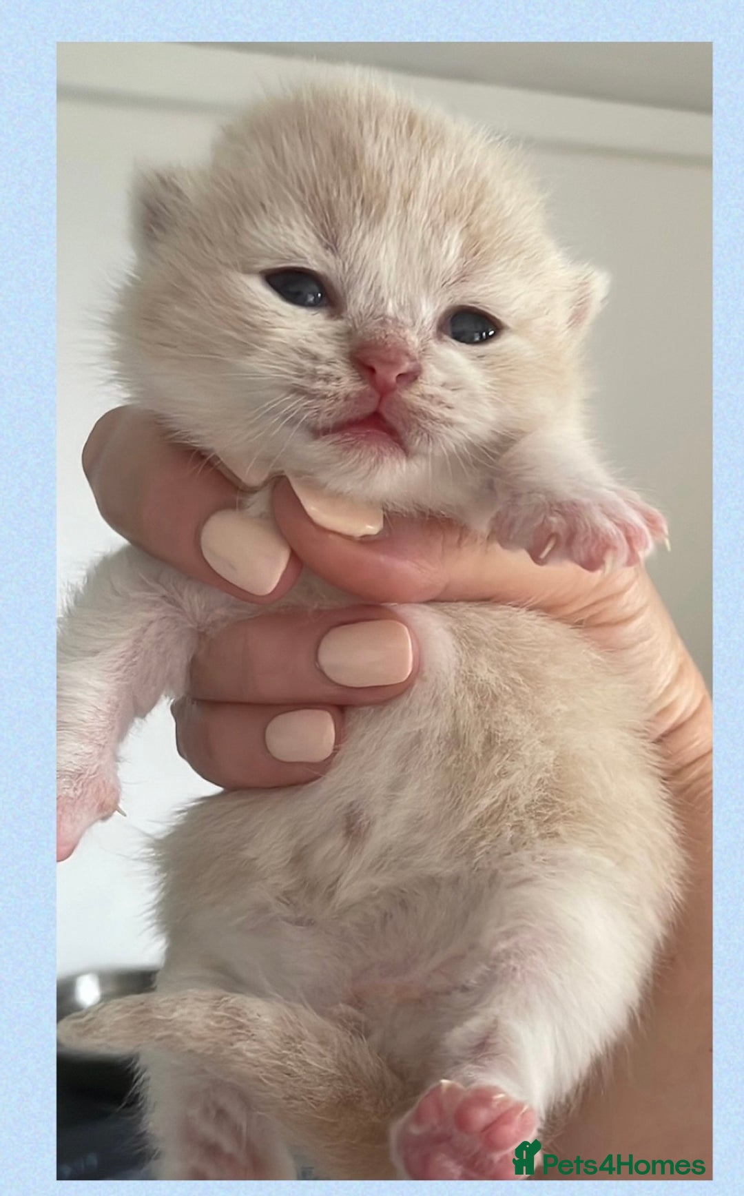 British Shorthair cats for sale: ⭐️Beautiful GCCF British Shorthair Male kitten - Image 8