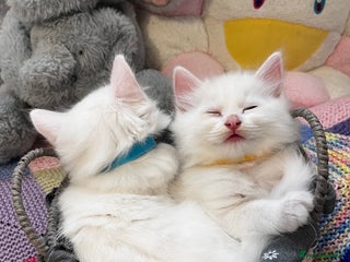 Turkish Angora cats Turkish Angora Longhair kittens - Advert 3