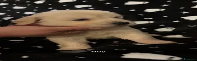 Golden Retriever 2