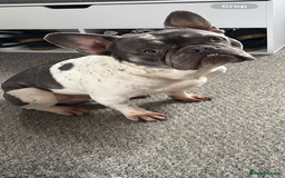 French Bulldog dogs for sale: 4 year old male frenchie needing rehomed - Image 3