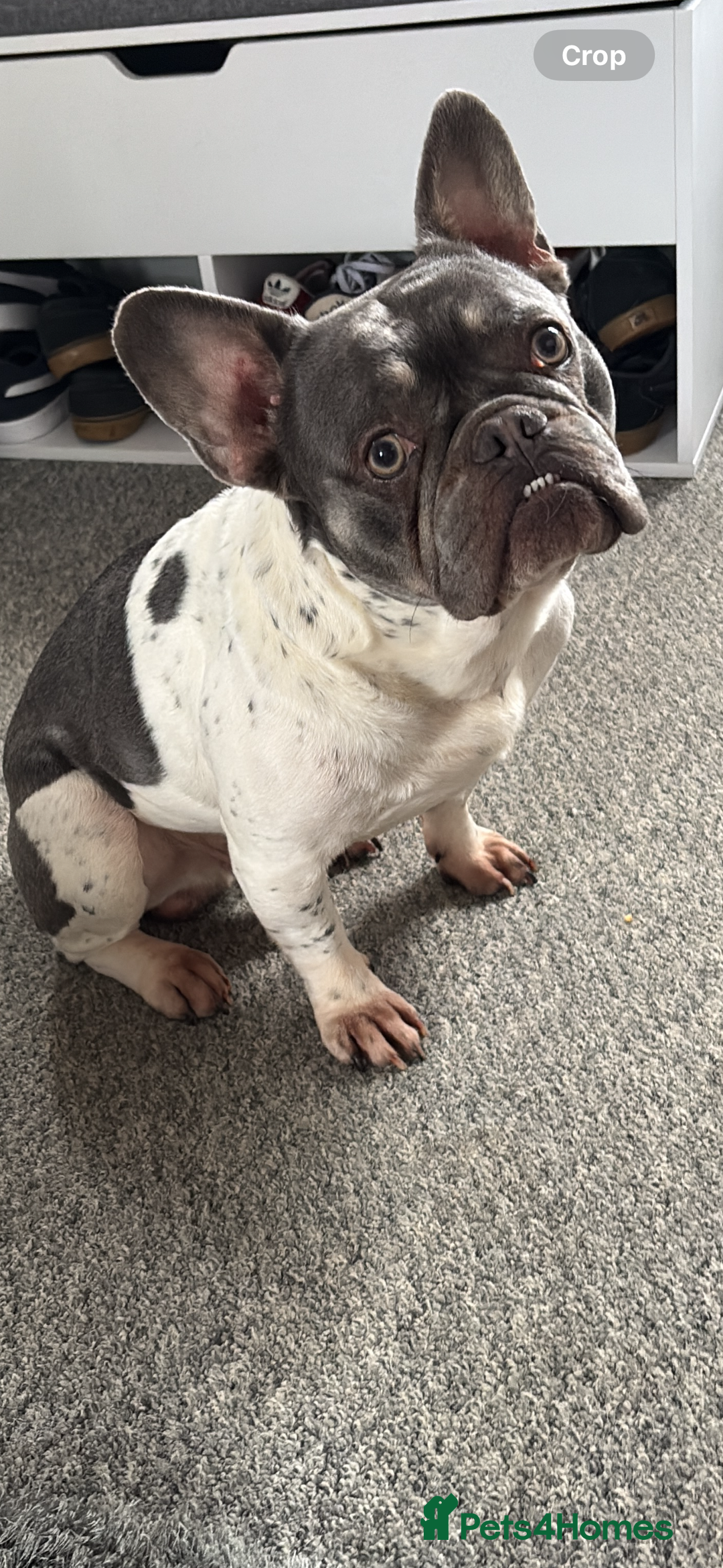 French Bulldog dogs for sale: 4 year old male frenchie needing rehomed - Image 3