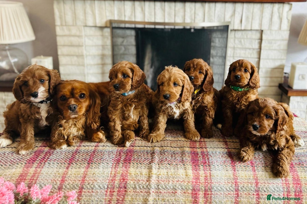 Cavapoo dogs for sale: Adorable Health Tested Cavapoo Puppies - Image 12