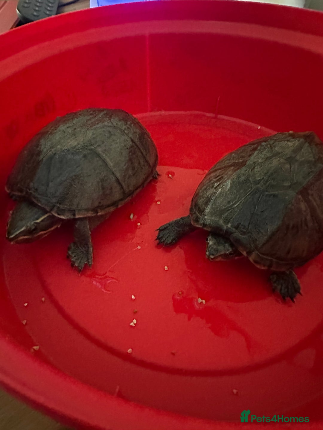 Turtle reptiles for sale: 2 musk turtles - Advert 1