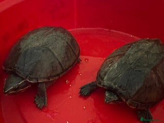 Turtle reptiles 2 musk turtles - Advert 4