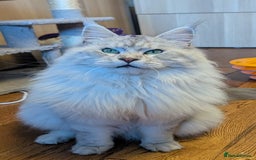 Maine Coon cats for sale: Black Silver Shaded Active proven boy - Image 3