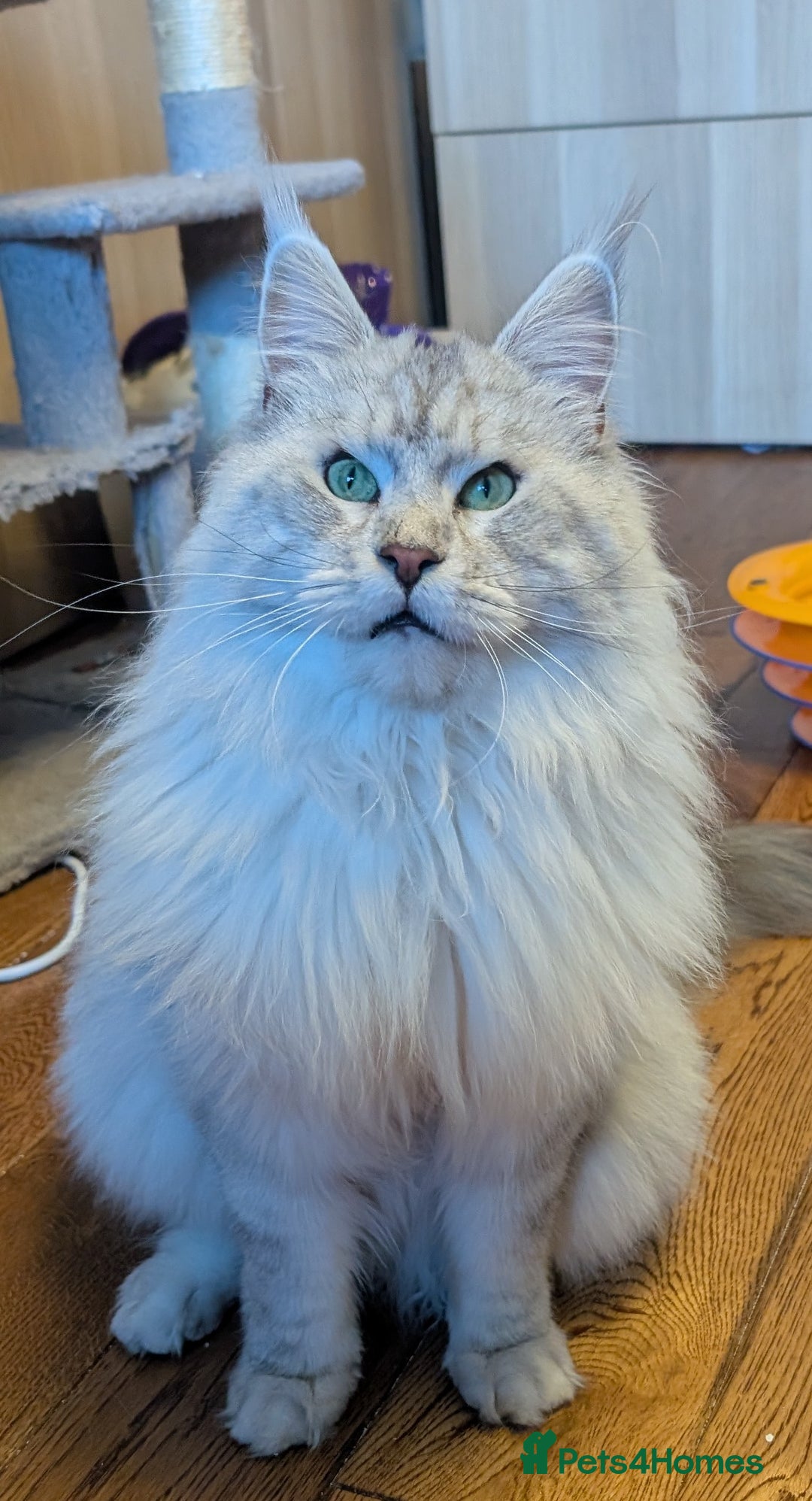 Maine Coon cats for sale: Black Silver Shaded Active proven boy - Image 3