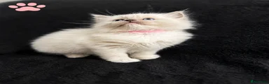 Ragdoll Kitten 1 pink 