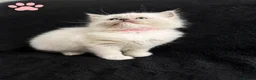 Ragdoll cats for sale: Blue Point Mitted Ragdoll Kittens  in Burton-on-Trent - Advert 6