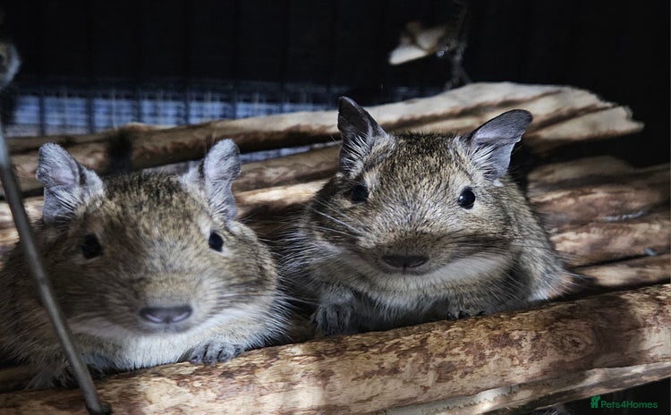 Degus rodents - Advert 1
