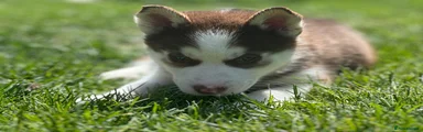 Purple collar (boy)