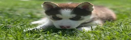 Siberian Husky dogs for sale: Beautiful Husky Puppies in Wells - Advert 28