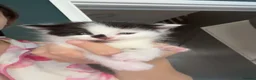 Mixed Breed cats for sale: 4 beautiful kittens looking for their forever home - Advert 6
