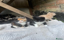 Mixed Breed cats for sale: Kittens for sale  - Image 22