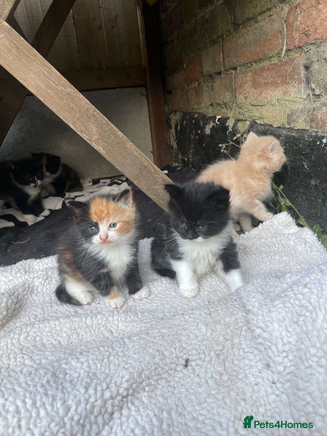 Mixed Breed cats for sale: Kittens for sale  - Image 22