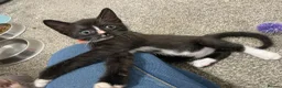 Sphynx cats for sale: LAST FEMALE fluffy half Sphynx kitten - Ready Now  - Advert 12
