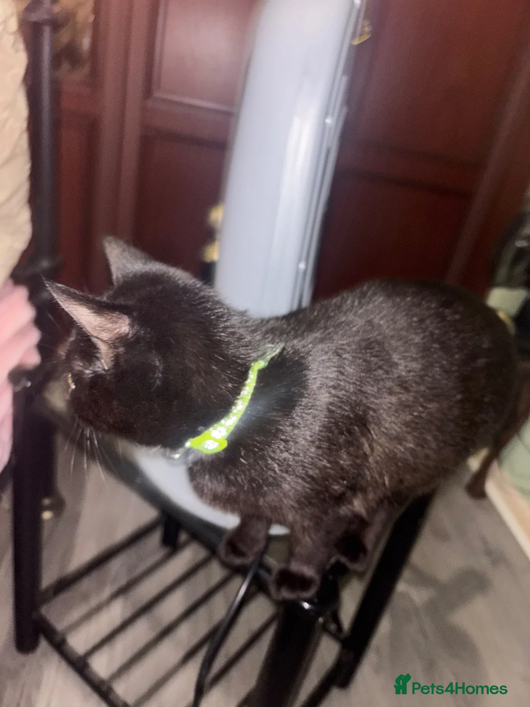 British Shorthair cats for sale: Black Kitten ( free)  - Advert 1