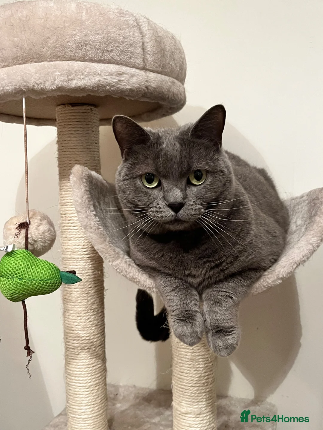 British Shorthair cats for sale: Luna - rehoming our beautiful indoor cat - Advert 1