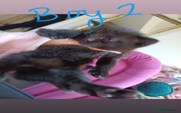 Mixed Breed cats for sale: 3 kittens waiting for a happy home - Image 2