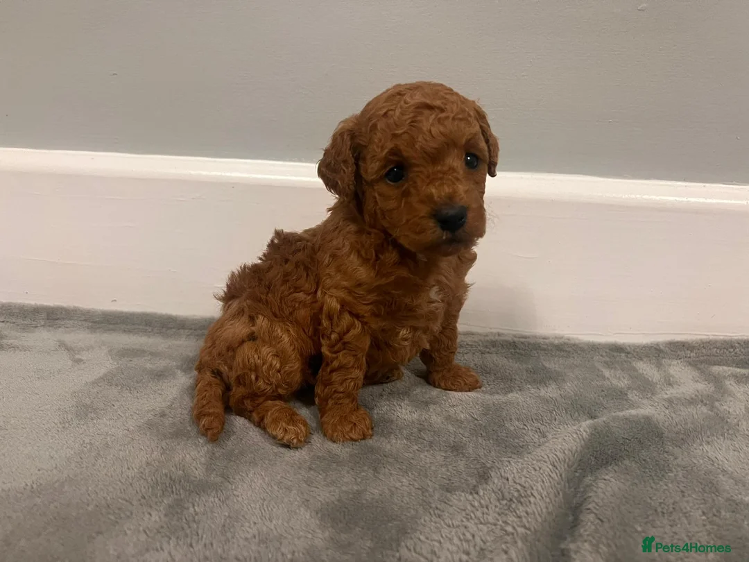 Mixed Breed dogs for sale: 🐩Asian Line Poodles-Fox Red, Apricot 🐩  - Advert 18