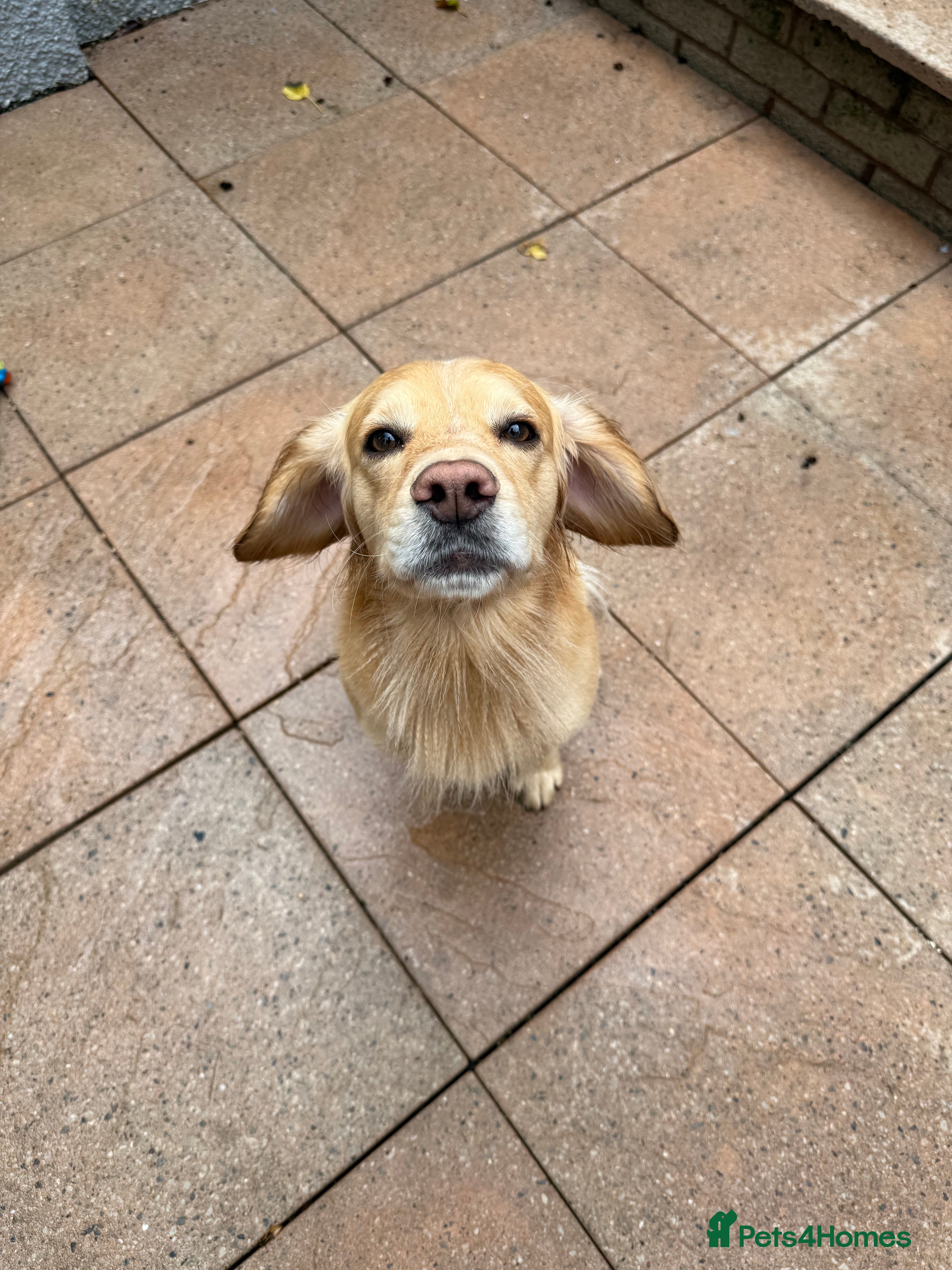 Cocker Spaniel dogs Proven Working Cocker Spaniel stud - KC Registered in Cockermouth - Advert 2