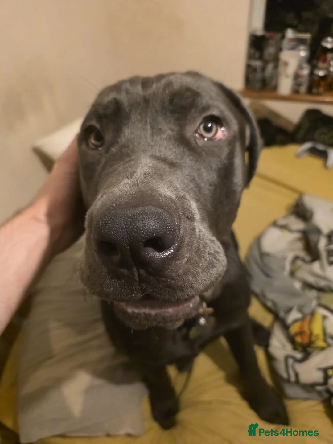 Neapolitan Mastiff dogs for sale: Neapolitan mastiff  **  - Advert 2