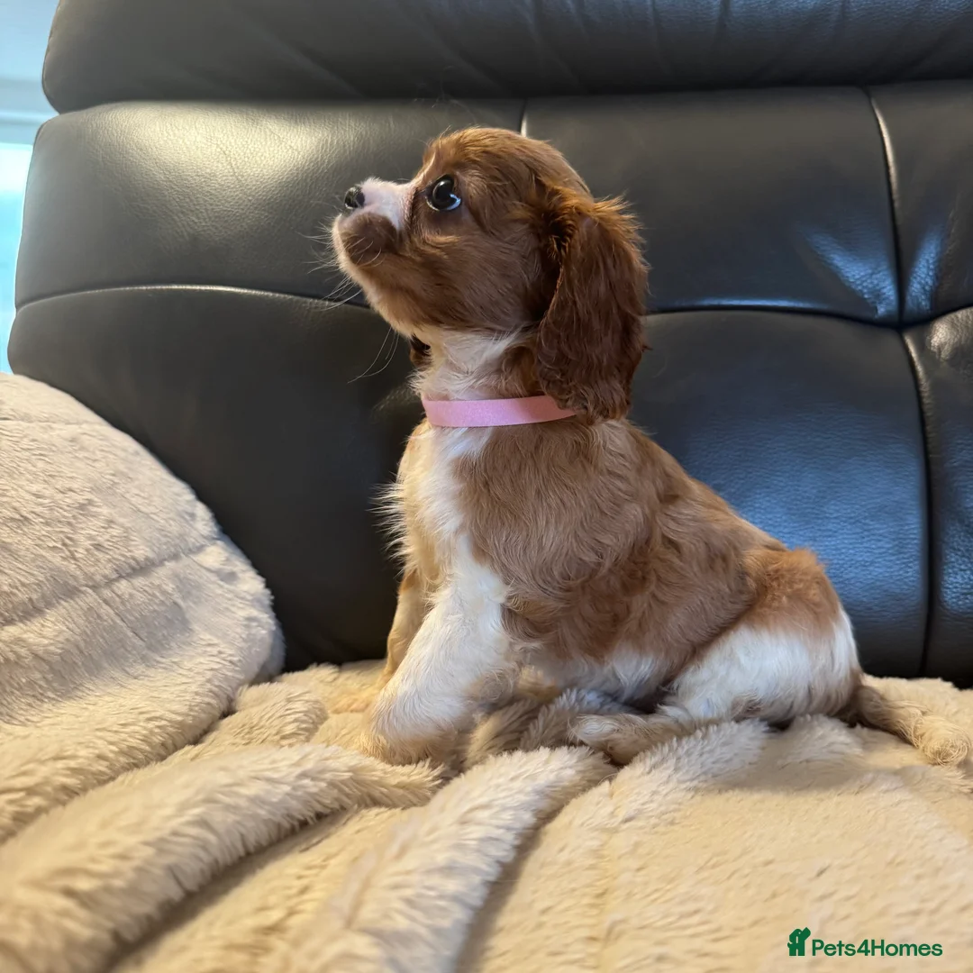 Cavalier King Charles Spaniel dogs for sale: Stunning cavalier King Charles puppies for sale - Advert 3