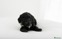 Cockapoo dogs for sale: F1 cockapoos LAST BOY🤎🤎 - Image 6