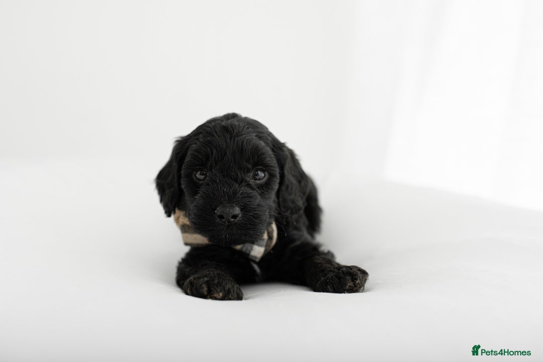 Cockapoo dogs for sale: F1 cockapoos LAST BOY🤎🤎 - Image 6