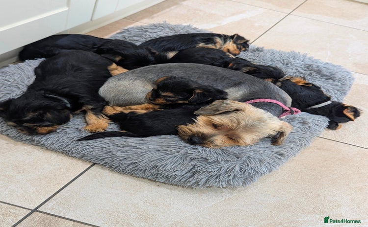 Yorkshire Terrier dogs - Advert 1