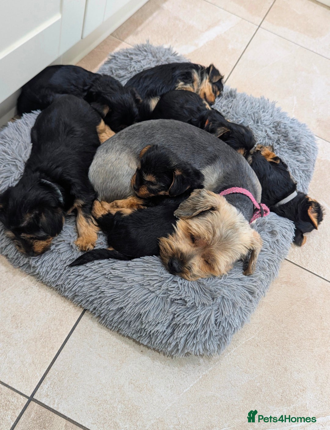 Yorkshire Terrier dogs for sale: Adorable Purebred Yorkshire Terrier Puppies - Image 1